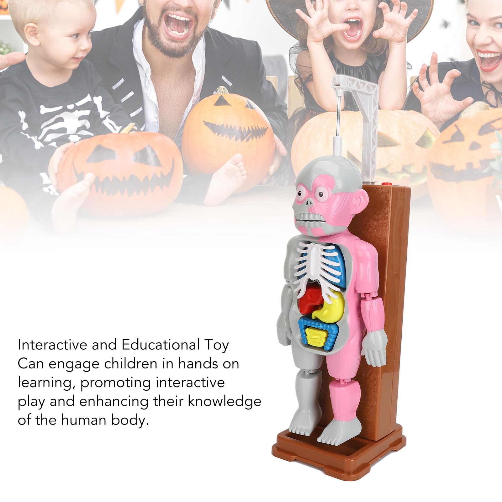 Juego Educativo de Juguete de Anatomía del Cuerpo Humano