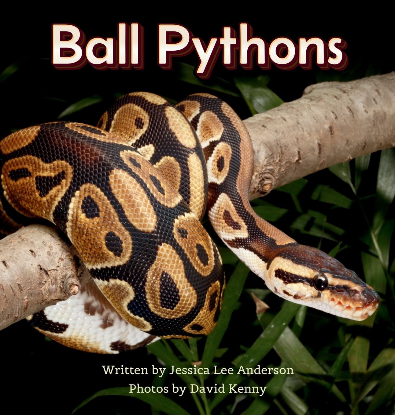 Ball Pythons (Junior Animal Explorers)