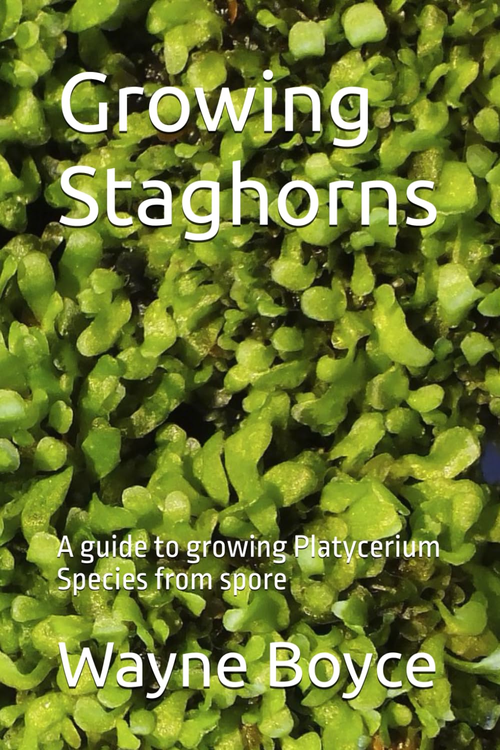 Growing Staghorns: A guide to growing Platycerium Species from spore