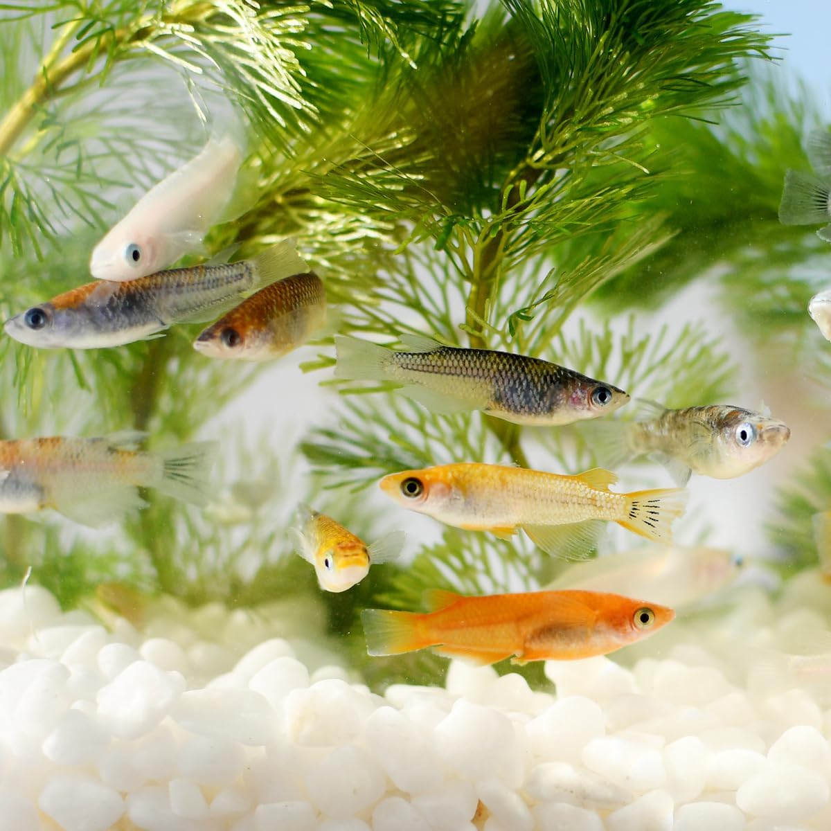 Amazon | 【 餌 おまけ付き 】メダカ 生体 稚魚 ミックス 100匹 + α S Amazon | 【 餌 おまけ付き 】メダカ 生体 稚魚 ミックス 100匹 + α S