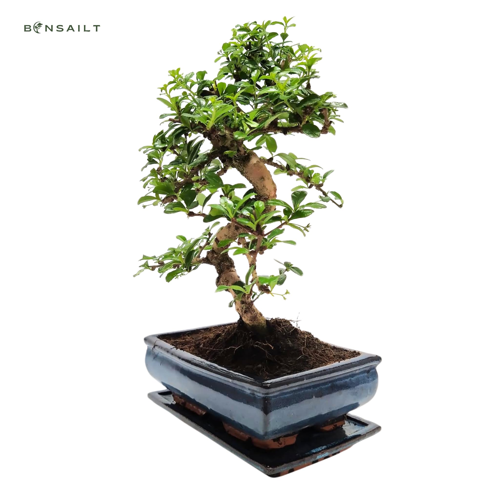 Bonsai Baum mit Keramik Blumentopf - 25 cm Schale ca. 12-14 Jahre, Fukien Teebaum Bonsai P25