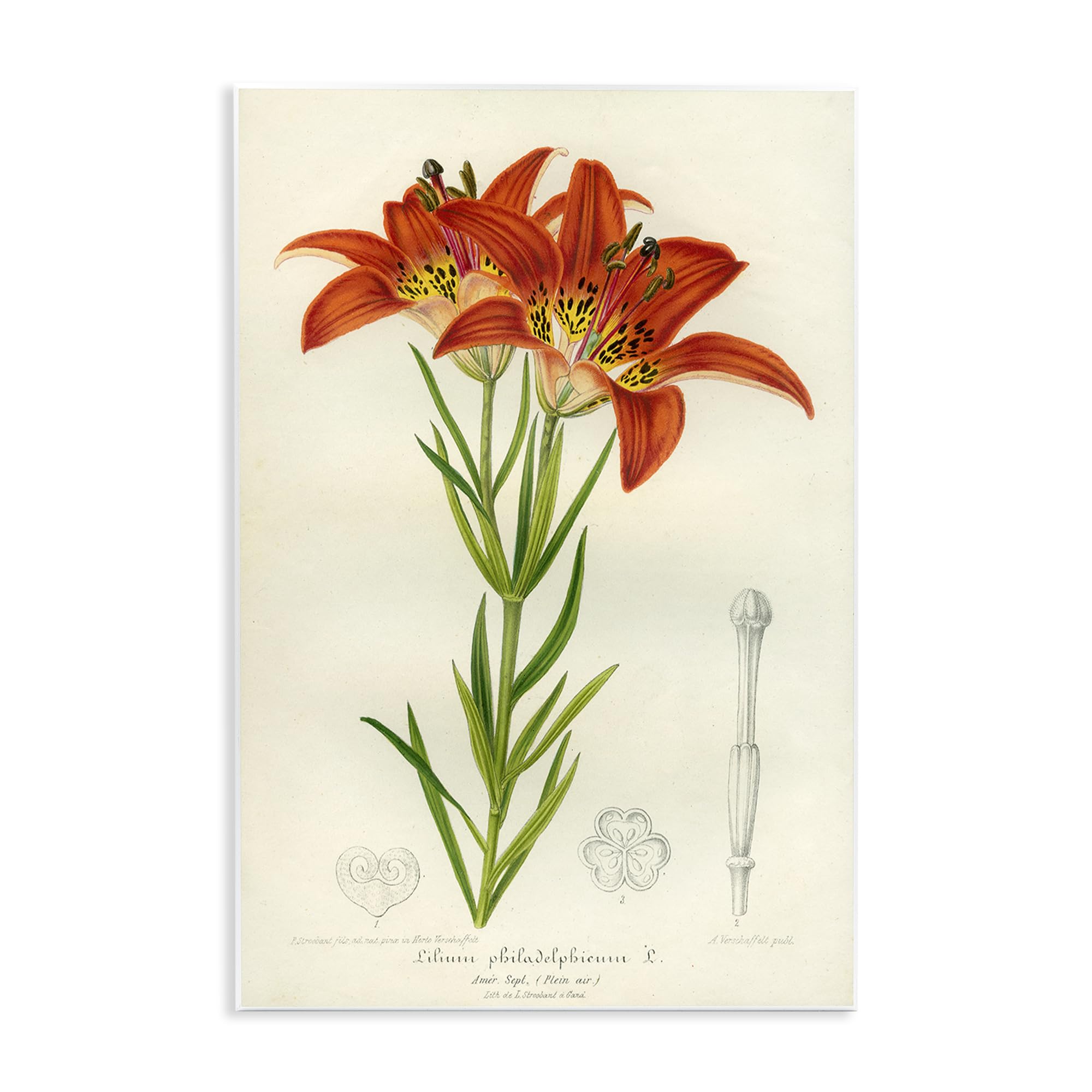 'Western Red Lily'| Wall Plaque Art