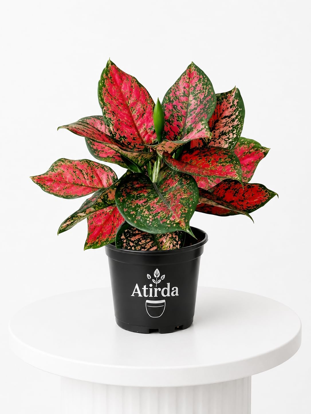 Aglaonema Lady Valentine Premium Houseplant with Pot | Stunning Pink Leaf Indoor Plant for Modern Home Decoration | Pack of 1 Healthy Plant-picture-24