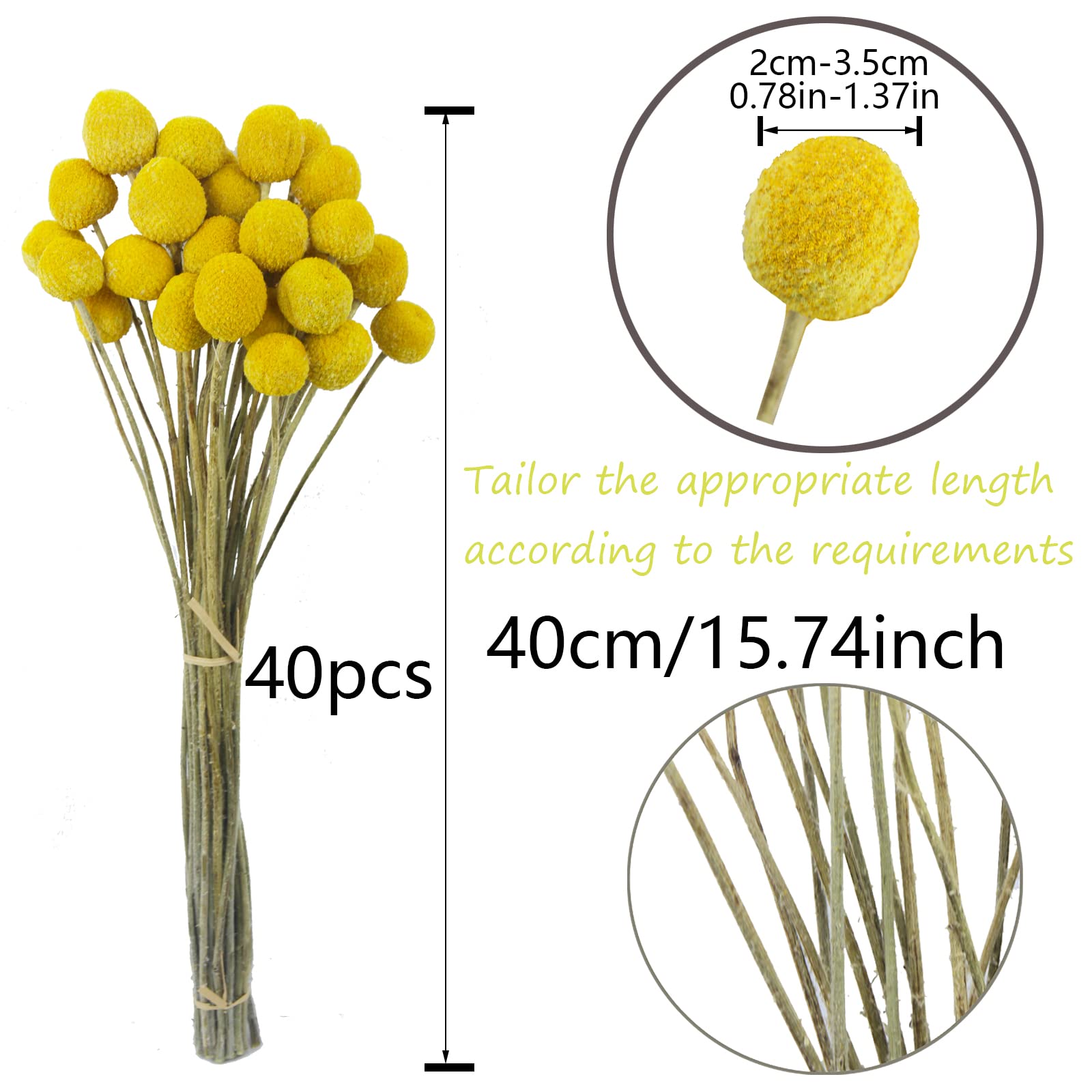 CISDUEO 40 Pcs Natural Dried Flowers Craspedia Billy Balls Flowers Billy Buttons Yellow 3cm Autumn Dried Floral Bouquet Arrangements for Fall Harvest Wedding Home Tall Vase Boho Decor