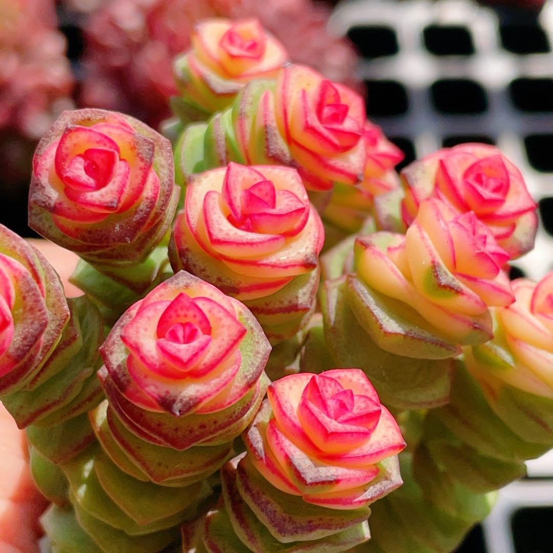 105株 S127-3 多肉植物 エケベリア 銭串錦 観葉植物 花 園芸 レア種