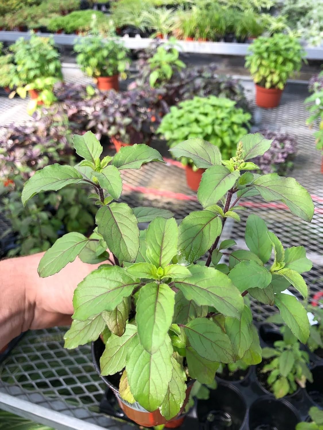 Generic Tulsi Krishna Holy Basil