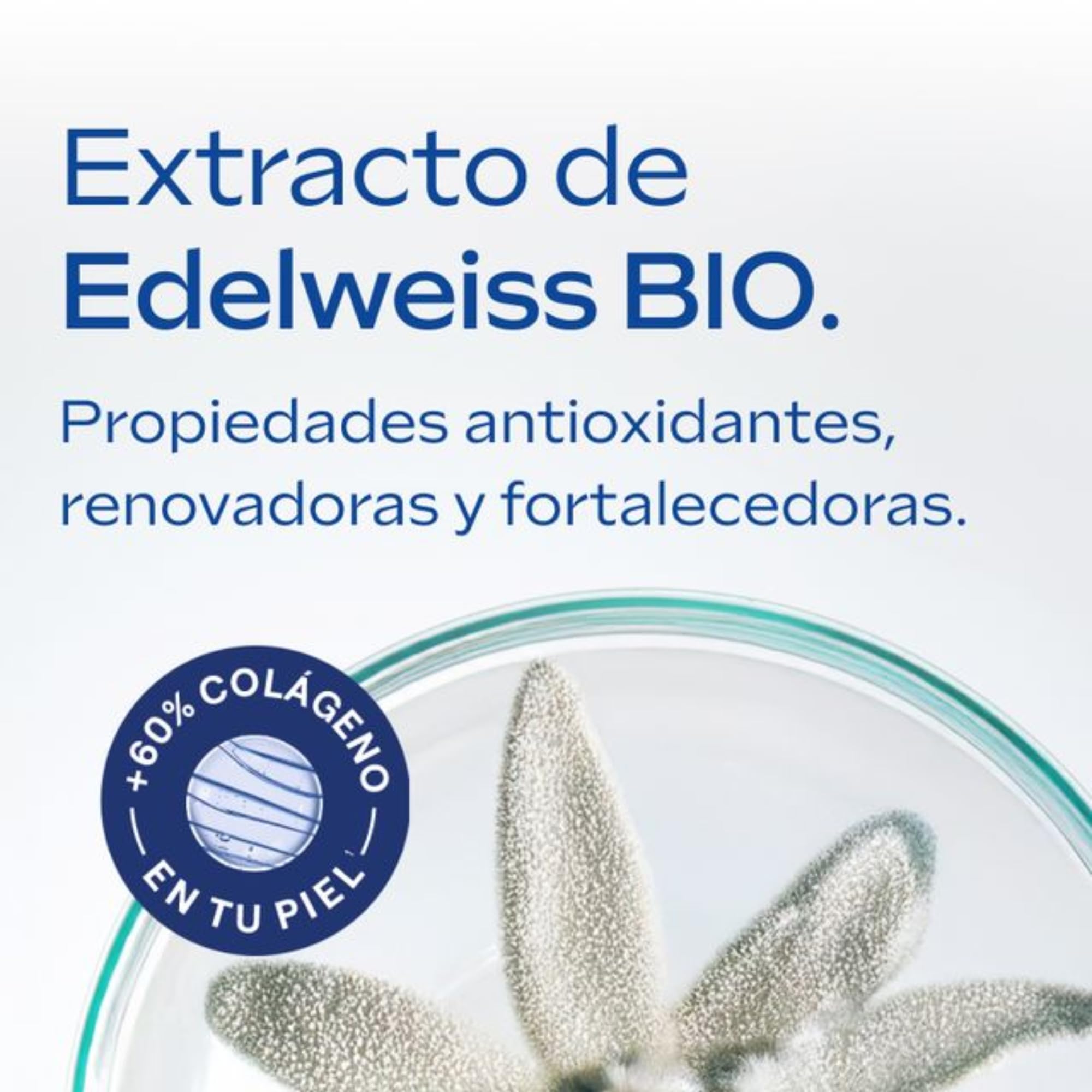 Weleda - Crema Facial de Día, Redensificante, Equilibra e Ilumina, Aumenta el Colágeno de la Piel, Antiedad, 100% Natural, con Genciana Azul y Edelweiss, No Comedogénica, Vegana, Pieles Maduras-40 ml