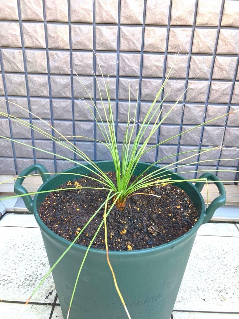 自然素材のコーン型 ライトオブジェ 【作家作品：一点物】 自然素材のコーン型 ライトオブジェ【作家作品：一点物】 自然素材の