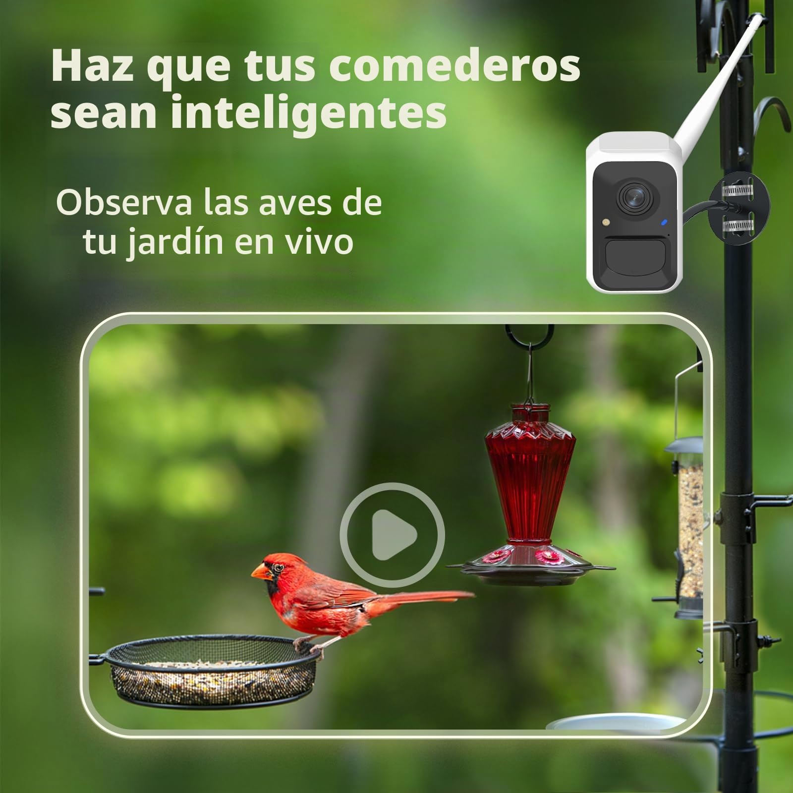 Birdfy Cámara Comedero para Pájaros Inteligente – Versión Mejorada, energía Solar, Captura automática de vídeo, notificaciones instantáneas, IA identifica 6000+ Especies, 1080P cámara para Aves