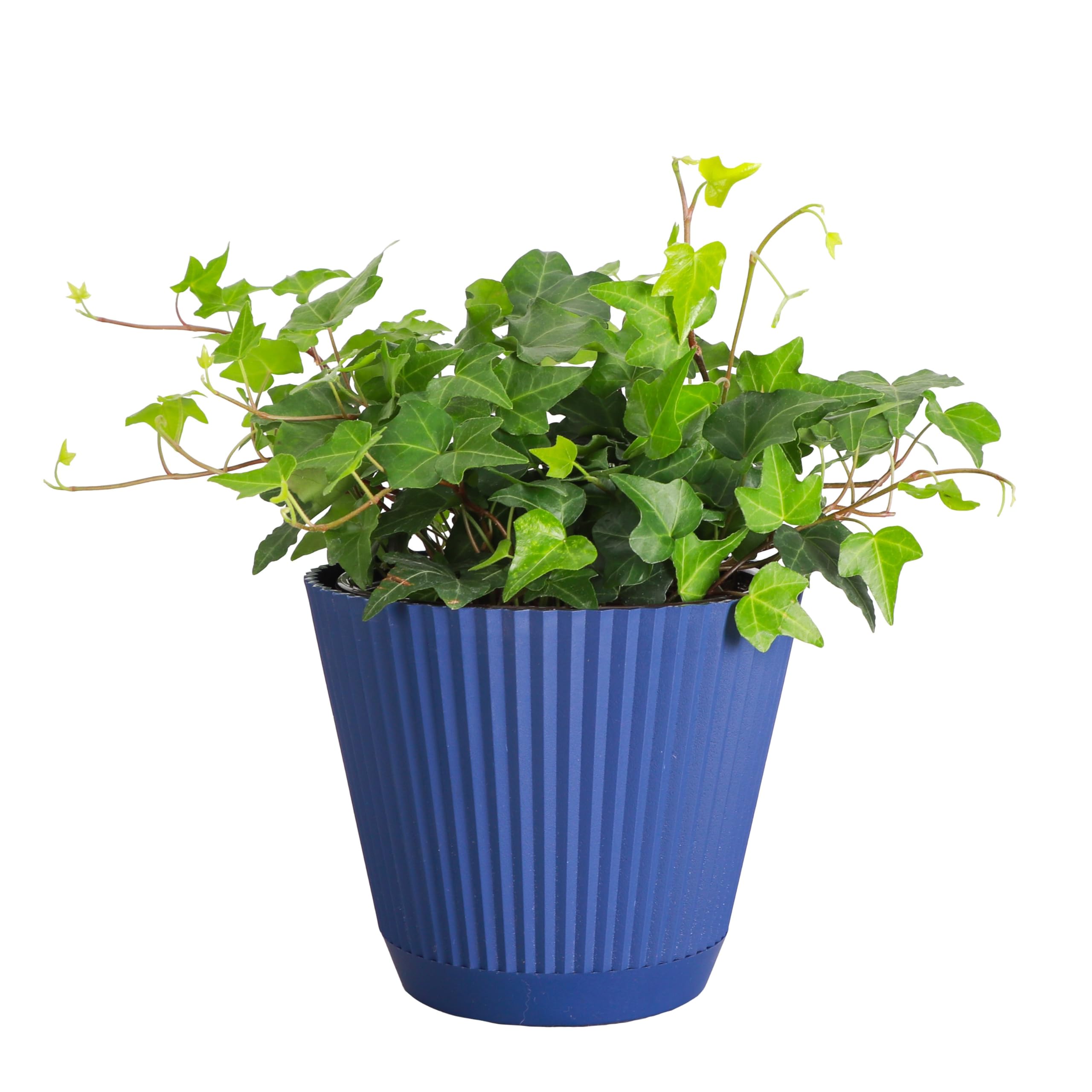 Live Hahn's Green Ivy Plant, Vining Indoor Plant, 6" Pot