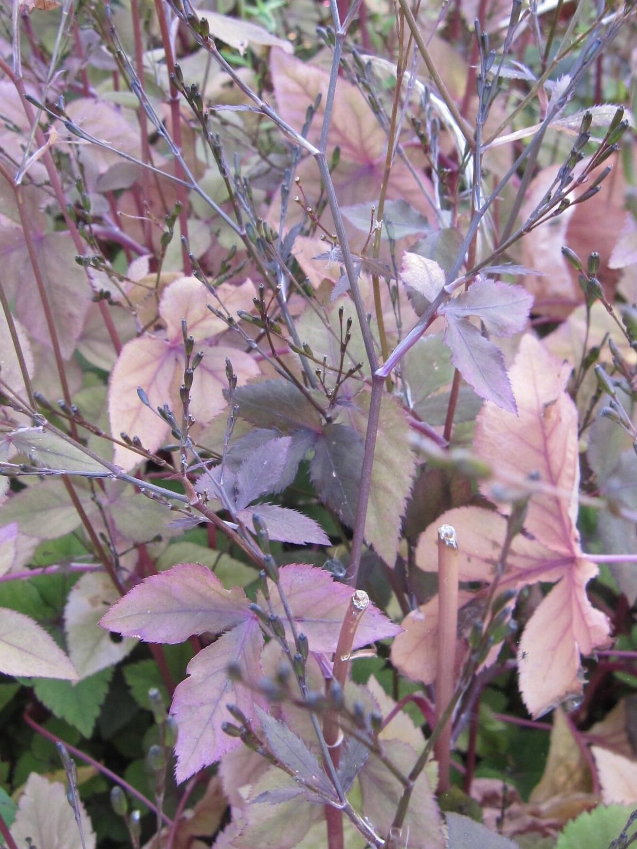 Rotblättrige Japanische Petersilie - Cryptotaenia japonica atropurpureum - Mitsuba - Würzkraut