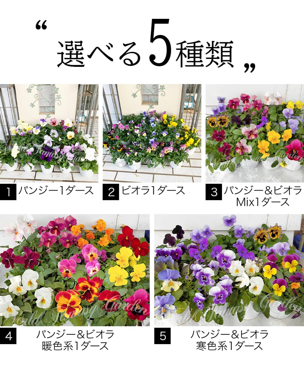 Amazon｜ハッピーガーデン 花苗セット ビオラ 1ダース おまかせ 12