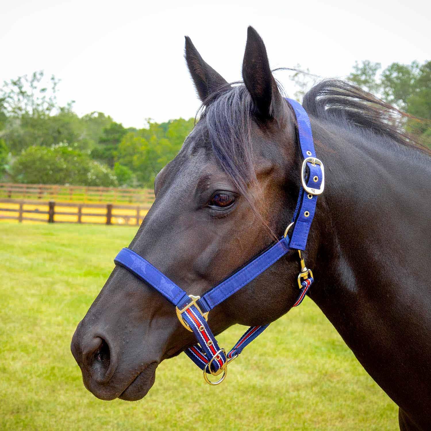 Jeffers Poplar Head Horse Halter & Lead Matching Set, Full, Allegiance - Durable & Adjustable Design for Horses, Equestrian Accessories, Perfect for Gifts, Good Apparel Choice