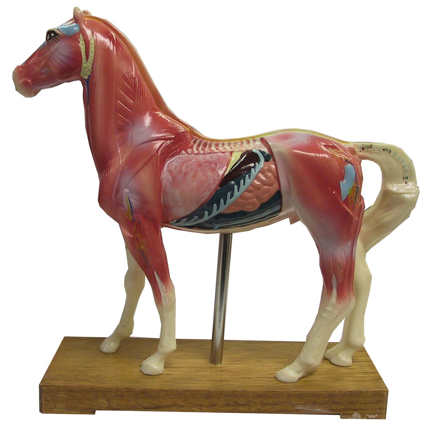 Horse Acupuncture Points Model with Authoritative Booklet. Equine