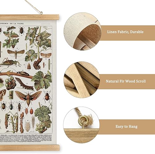 Miniatura 4 de MIDEFINCH Póster vintage de pared de insectos con marco de madera, ilustración de historia natural, impresión en lienzo de Ennemis de la Vigne,