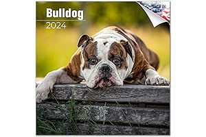 Bulldog Calendars 2024 Wall: Unleash the Bulldog Spirit Every Day