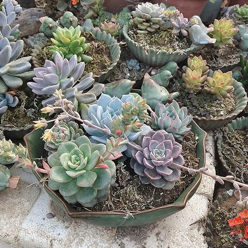 Miniatura 5 de NWFashion Decoración Maceta de cerámica de 10 pulgadas Plantador verde al aire libre interior plantación de flores suculentas