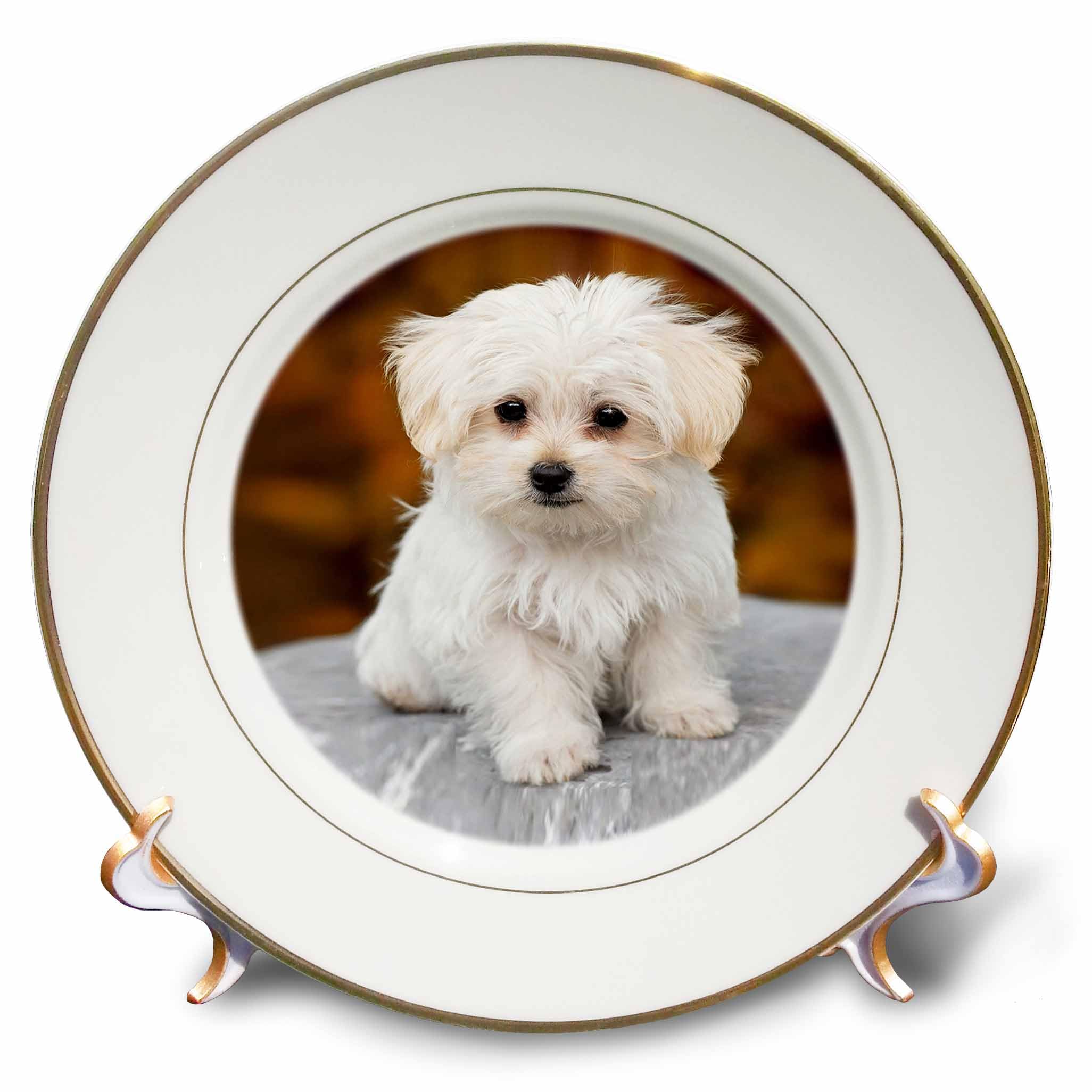 3D Rose cp_233933_1 Maltese Cute Little Puppy Porcelain Plate, 8