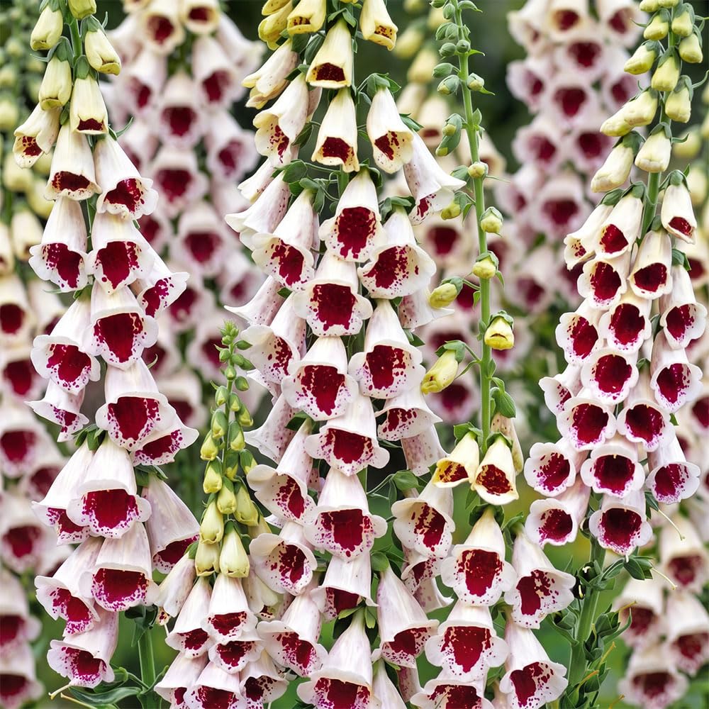 Foxglove Pam’s Choice Seeds – Digitalis Purpurea – White Flowers with Deep Red Spotted Throat – Hardy Biennial – Tall Cottage Garden Plant – Attracts Bees