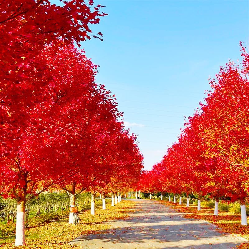 Miniatura 4 de Más de 20 semillas de arce rojo para plantar al aire libre, semillas de árbol de arce nativo de reliquia, ornamentales resistentes para jardines
