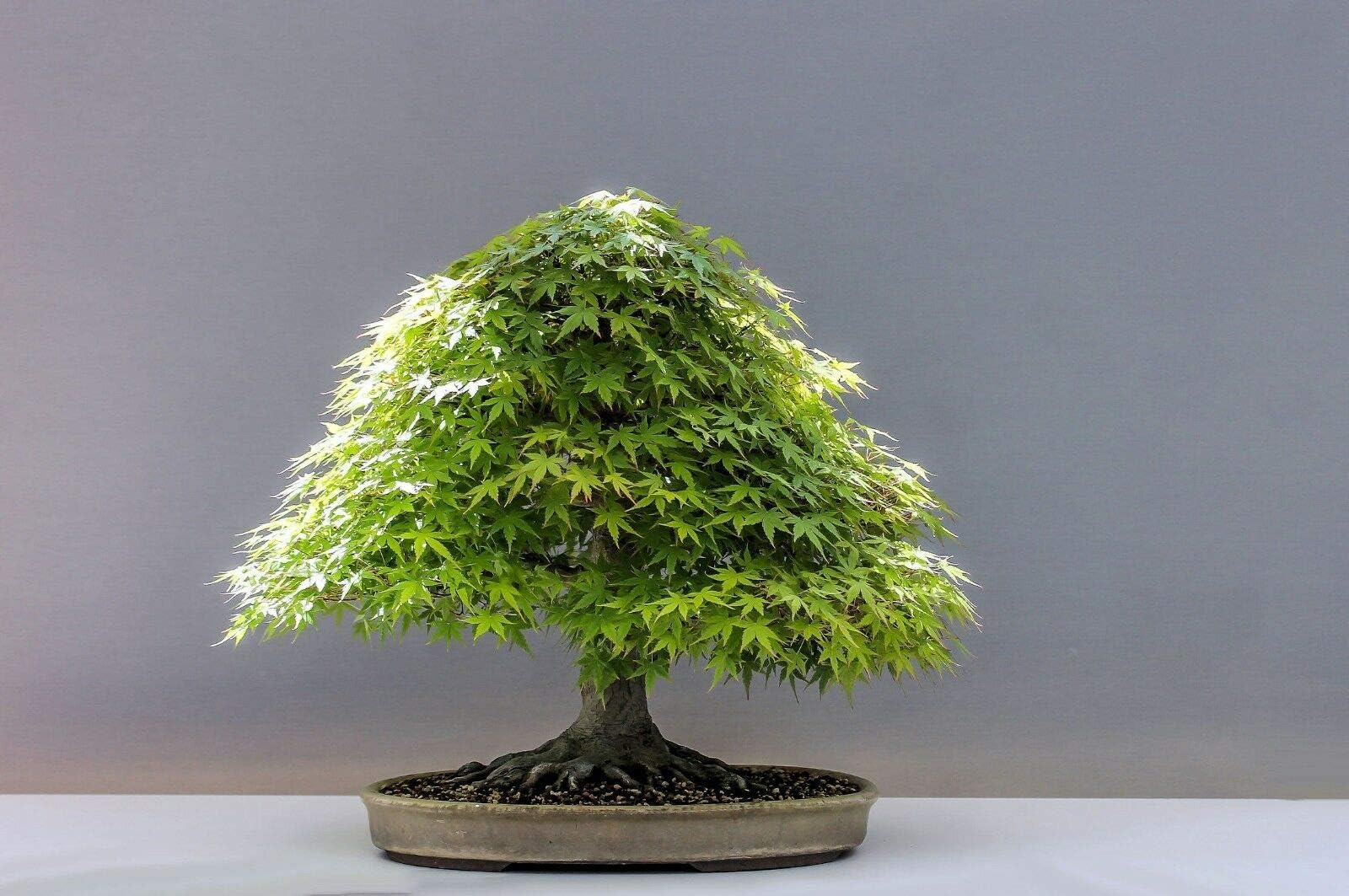 Combo Pack- Japanese Maple Tree Combo Pack - 4 Variety - 15+ Seeds Each - 60+ Seeds Total - Red, Green, Yellow, Purple - Image 5 thumbnail