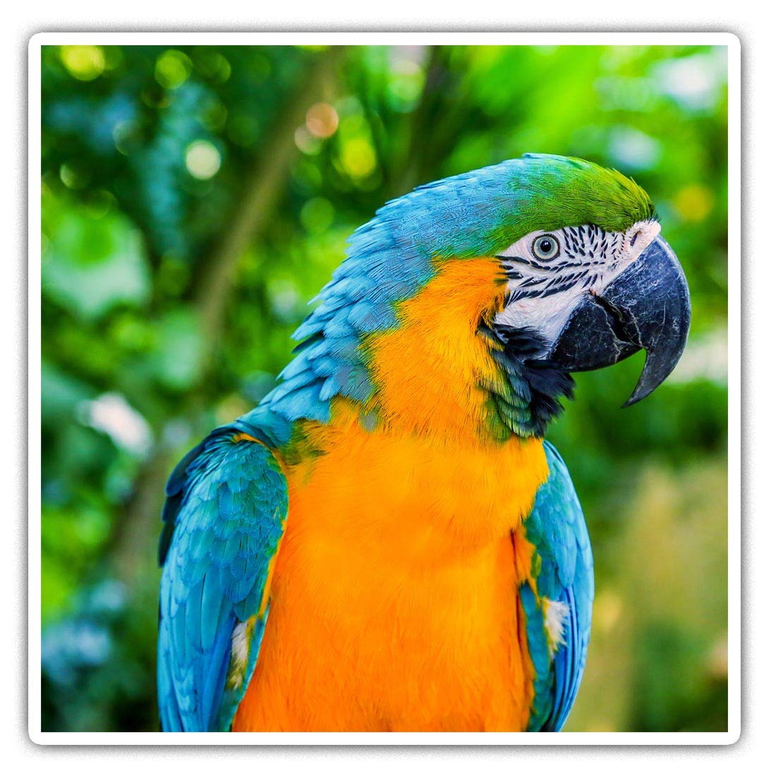 Square Stickers (Set of 2) 10cm - Macaw Parrot Tropical Bird Fun Decals for Laptops,Tablets,Luggage,Scrap Booking,Fridges, #12872