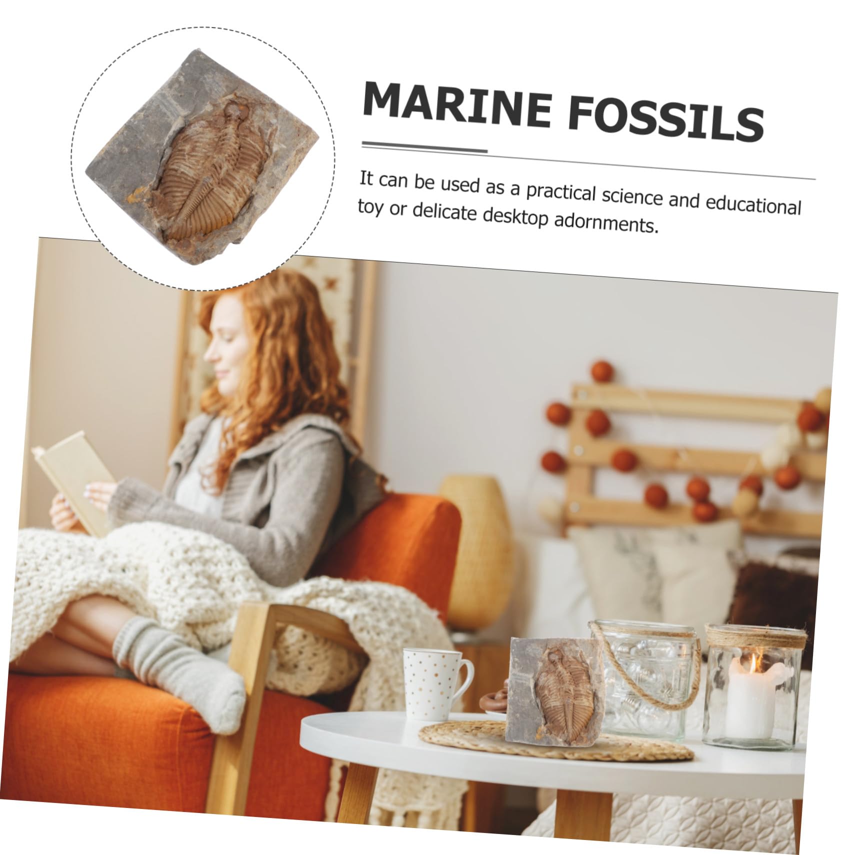 Fossile Trilobite Autentico Specimen di Paleontologia per Ragazzo Ragazza e Adolescenti, Giocattolo Educativo e Decorazione da Scrivania per Ufficio o Dormitorio