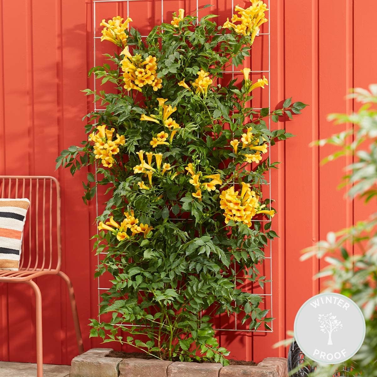 Campsis Gold Trompete Trompetenblume Schlingpflanze Winterhart