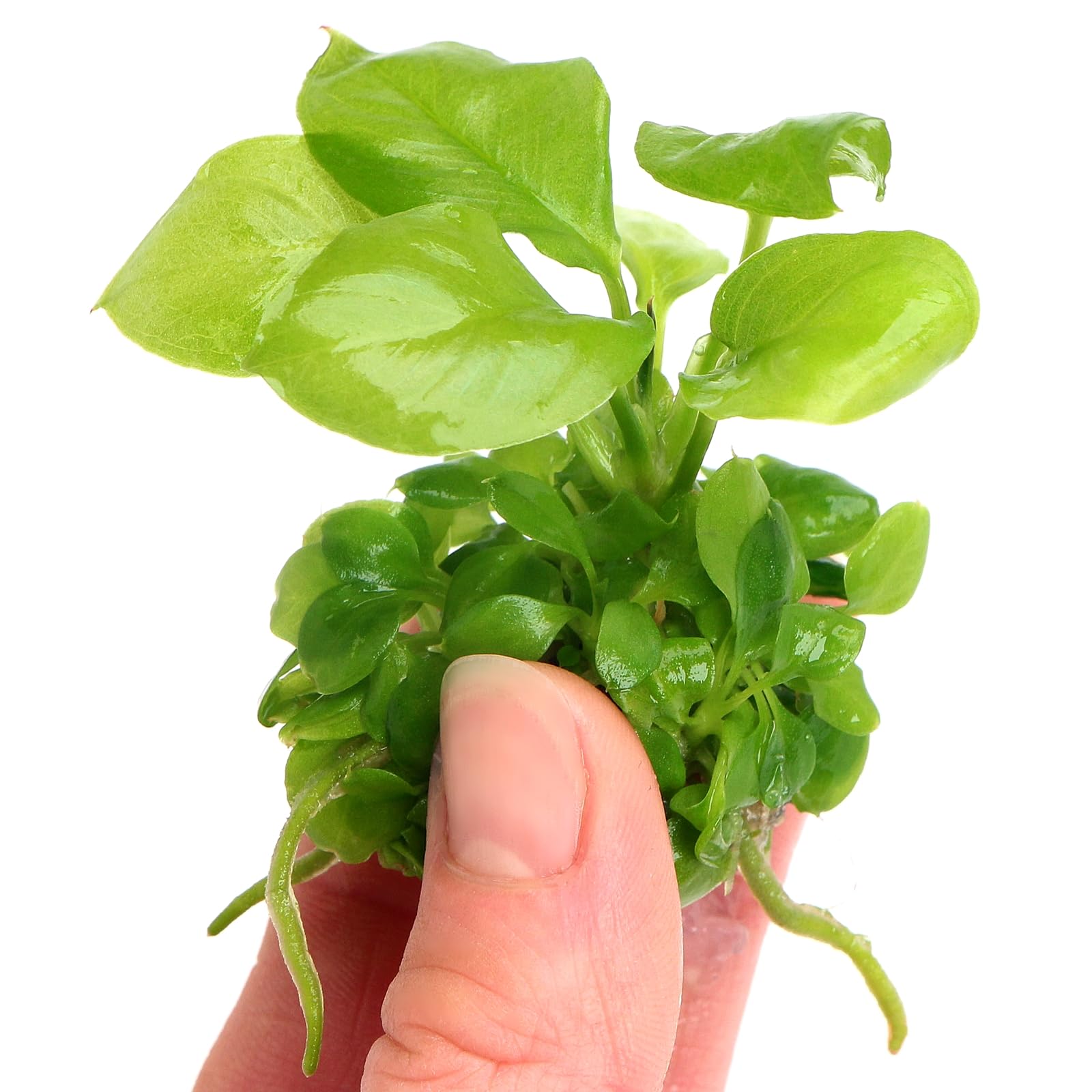 K2AQUA Anubias Heterophylla in Vitro Live Aquarium Plant Large Broad Leaves Upright Epiphyte Low Light Easy Care Midground Background Shrimp Safe Freshwater Tropical