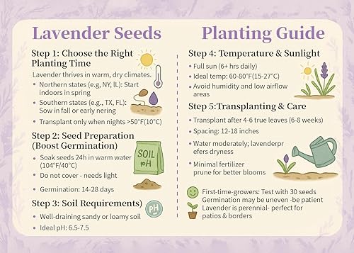 Miniatura 6 de Más de 20000 semillas de lavanda a granel, sin OMG, semillas de lavanda inglesa de primera calidad para plantar al aire libre o en interiores,