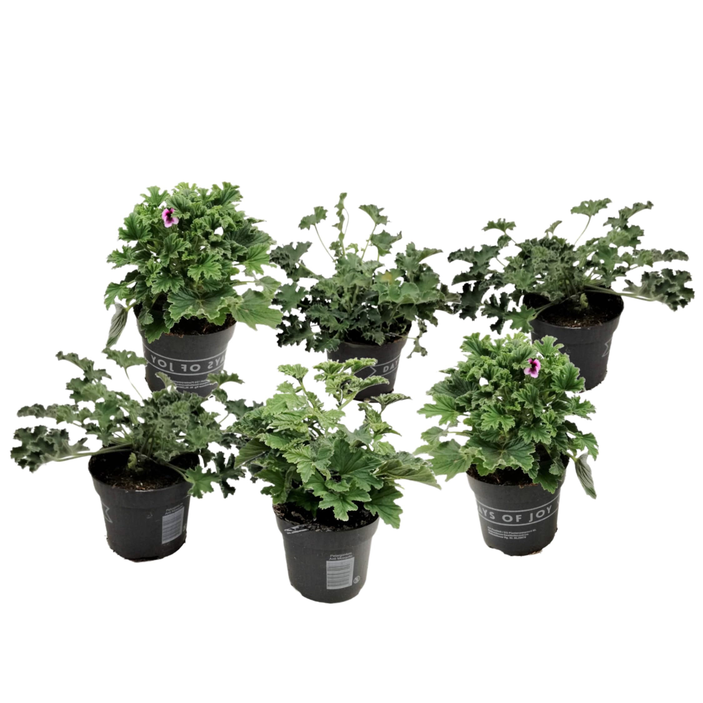 Plant in a Box - Pelargonium - Set da 6 pezzi - 3 diversi tipi - Anti-zanzara - Vaso da fiori 10,5 cm - Altezza 15-25 cm