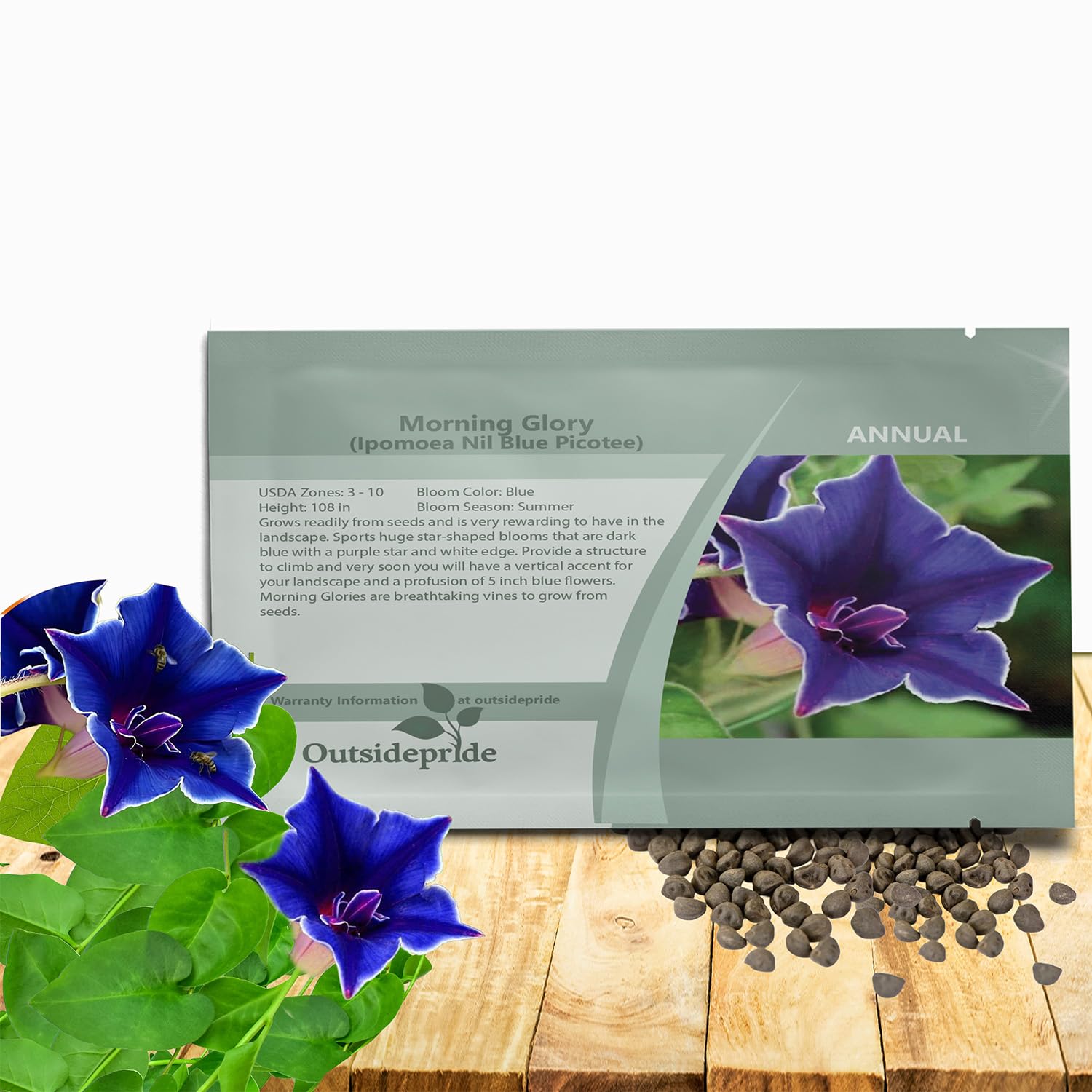 Amazon.com : Outsidepride Blue Picotee Morning Glory Seeds - 100