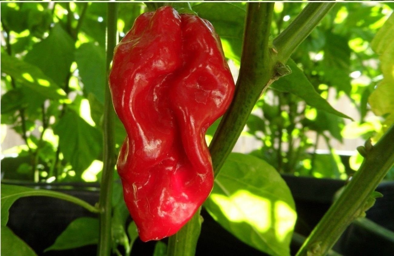 Piment fort Velvet Red Devil Tongue extrêmement rare Heirloom Chile uniquement WICKED Paquet de 500 graines