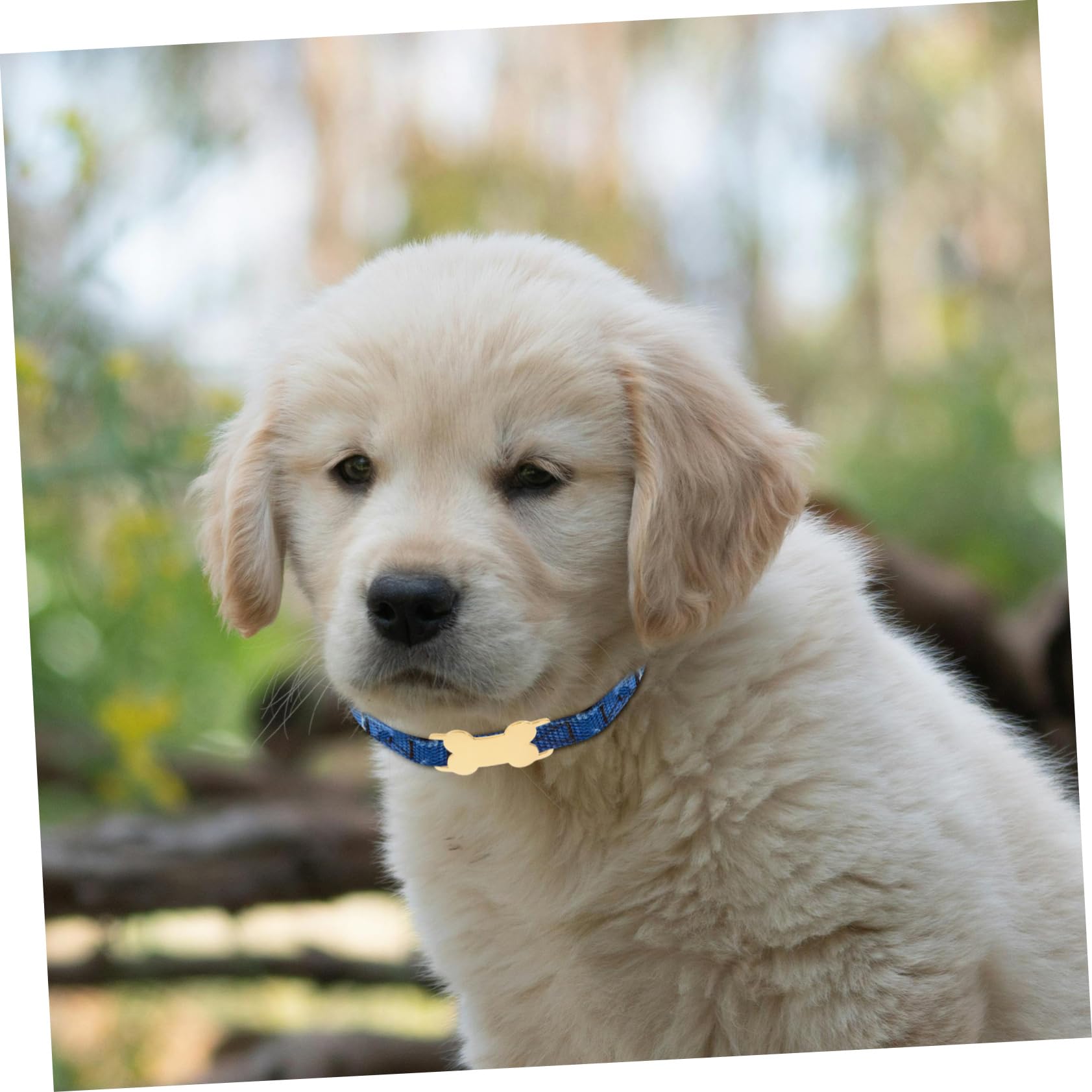 COLLBATH 4 Set Bones Dog Card Medagliette Per Collare Targhetta Identificativa Per Collare Per Cani Medagliette Per Animali Domestici Per Cani in Acciaio Inossidabile 3 Pezzi*4