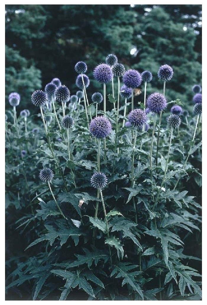 PREMIER SEEDS DIRECT - ECHINOPS RITRO Seeds - Metallic Blue (25 Grams)