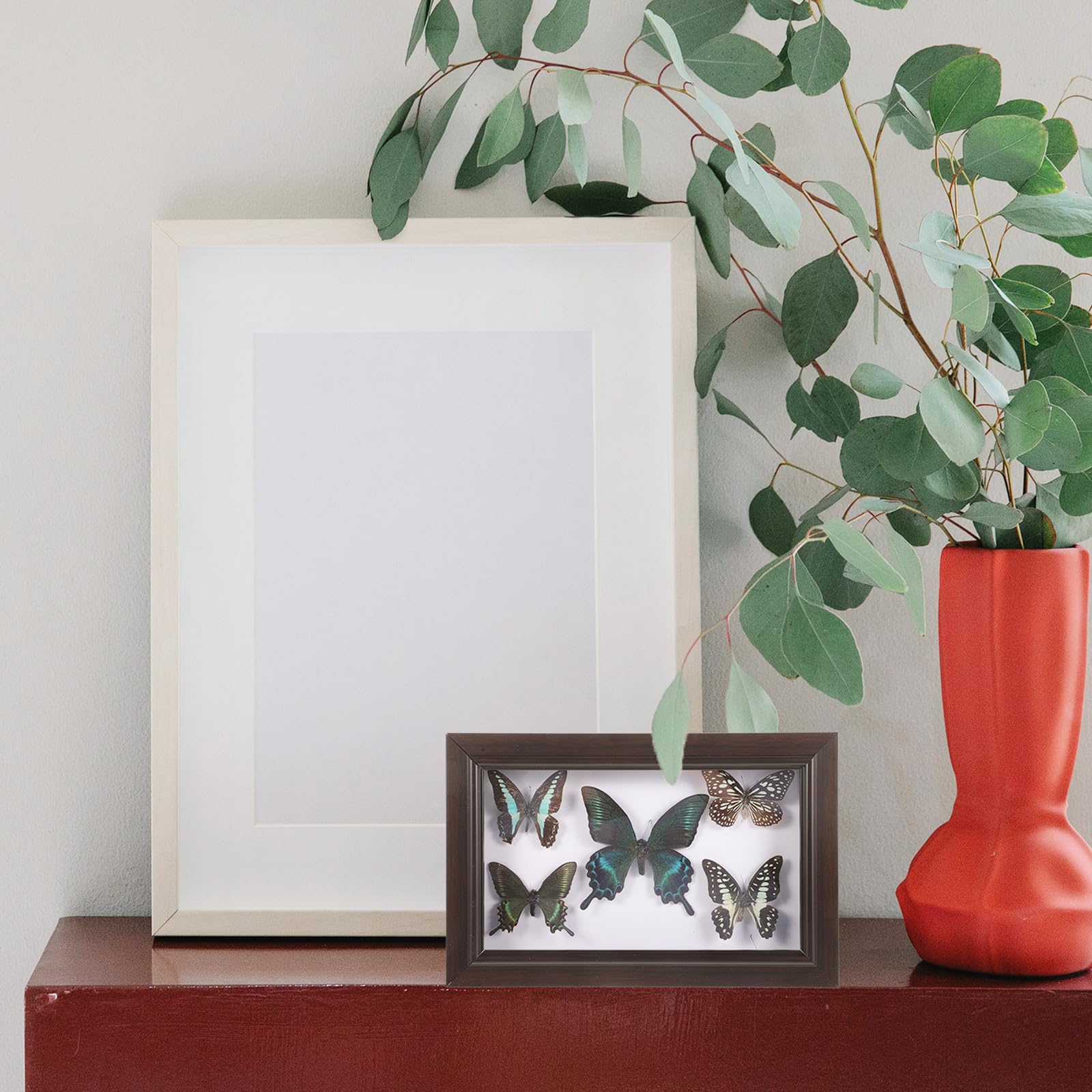 Marco para Exhibición de Insecto con Espécimen Real Decoración de Pared Artística y Elegante para Hogar y Escritorio Diseño Transparente Creativo Regalo para Coleccionistas