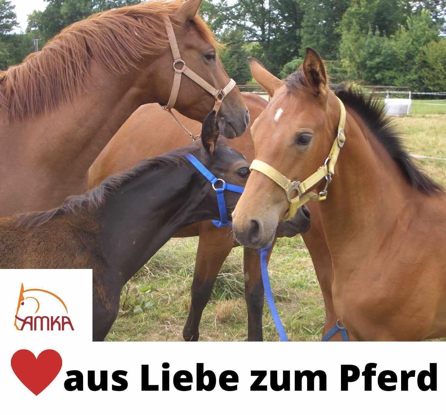 AMKA Pferde Weidedecke Outdoordecke 1200 D 150 g Futter Kreuzgurten Gehfalte