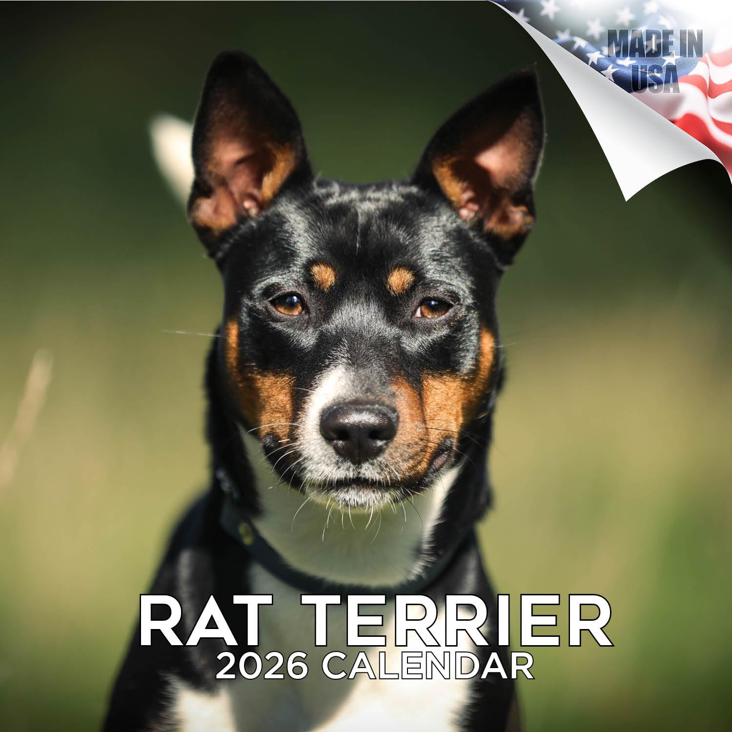 2025 2026 Rat Terrier Calendar - Dog Breed Monthly Wall Calendar - 12" x 24" Open - Thick No-Bleed Paper - Giftable - Academic Teacher's Planner Calendar Organizing & Planning - Made in USA