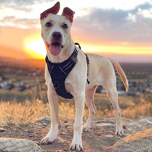 Miniatura 6 de Arnés para perro, arnés sin tirones para mascotas con 2 clips para correa, chaleco acolchado suave ajustable para perro, chaleco Oxford reflectante