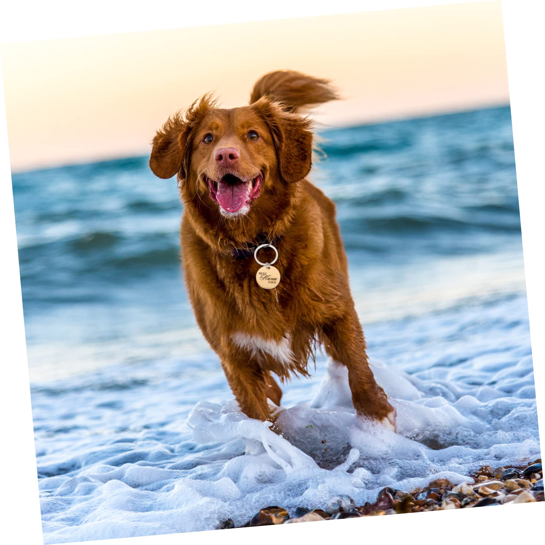 YARNOW 16 Pz Identificazione dell'animale domestico lost lovable medaglietta del gatto ciondolo piastrina per cani cucciolo etichette targhetta identificativa per animali domestici vuoto