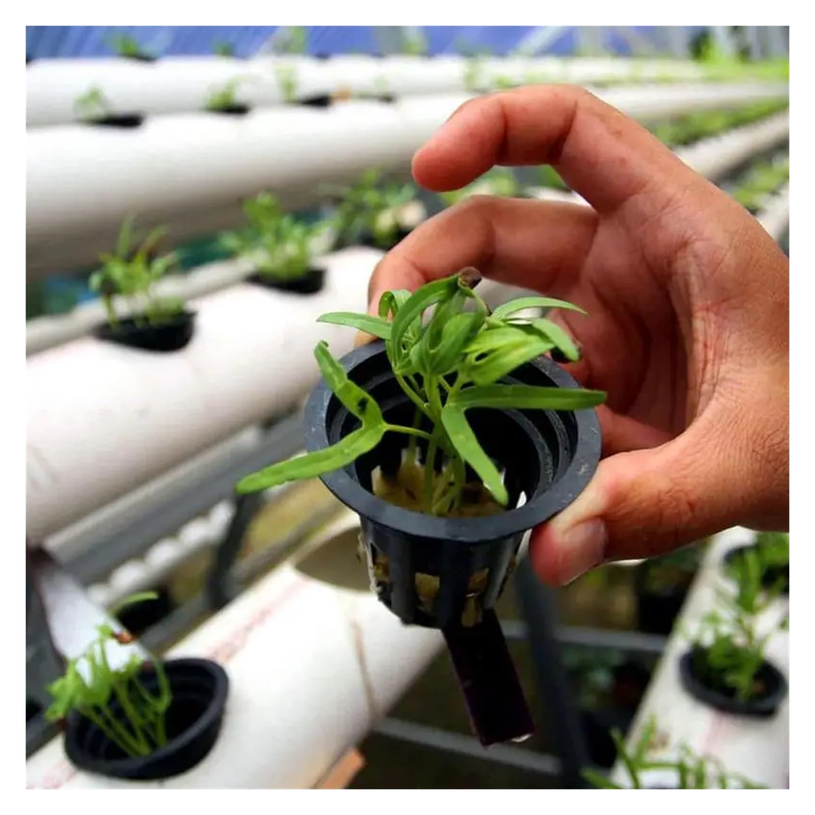 Cubi di lana di roccia Lana di roccia Grow Cubes Piantare cubi for la coltura idroponica Buon assorbimento d'acqua Kit idroponica Mesh Net Cup for giardino di casa Yard per serre per una crescita
