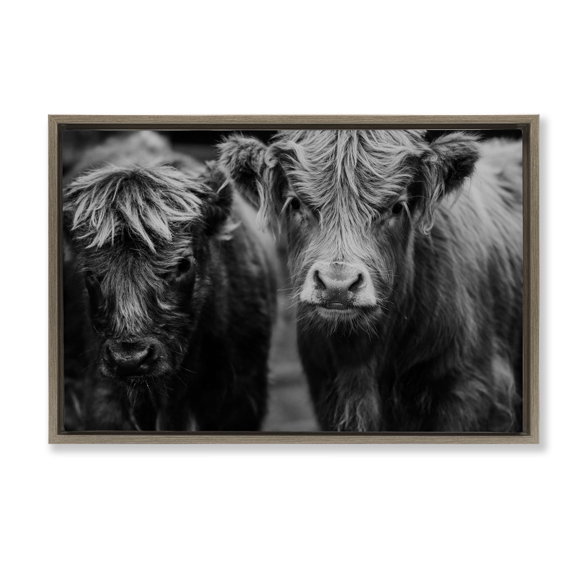 Stupell Industries Cow Faces on Farm Gray Framed Floater Canvas Wall Art, design by Amy Carroll, 17 x 25