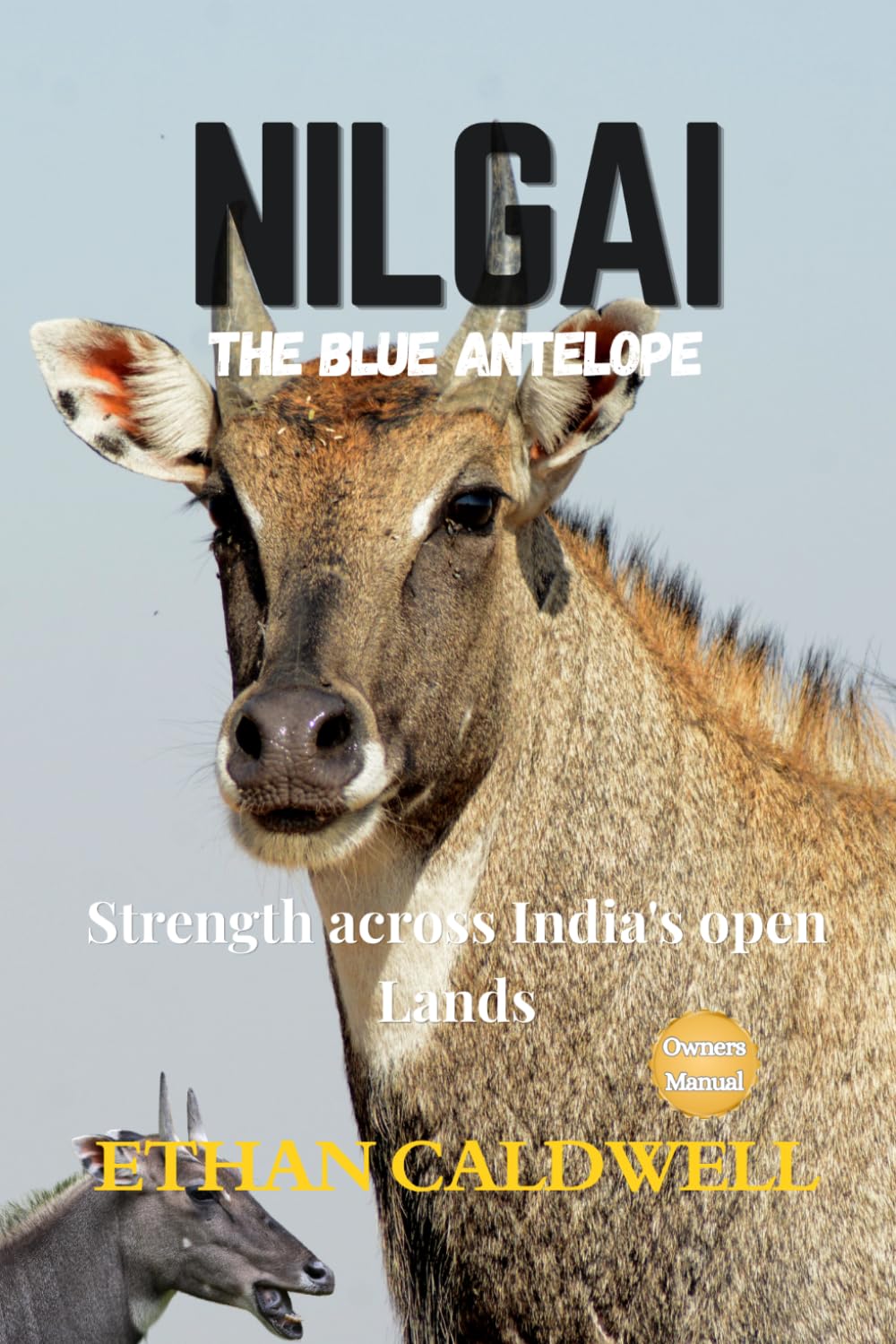 Nilgai: the blue Antelope: strength across India's open Lands