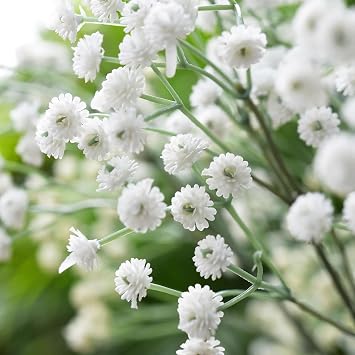 Votaniki White Baby's Breath - Perennials, Tiny Flowers, Gypsophila Paniculata (Baby's Breath) #1 Size Roots | Summer Flowers, Easy to Grow (1 Pack)