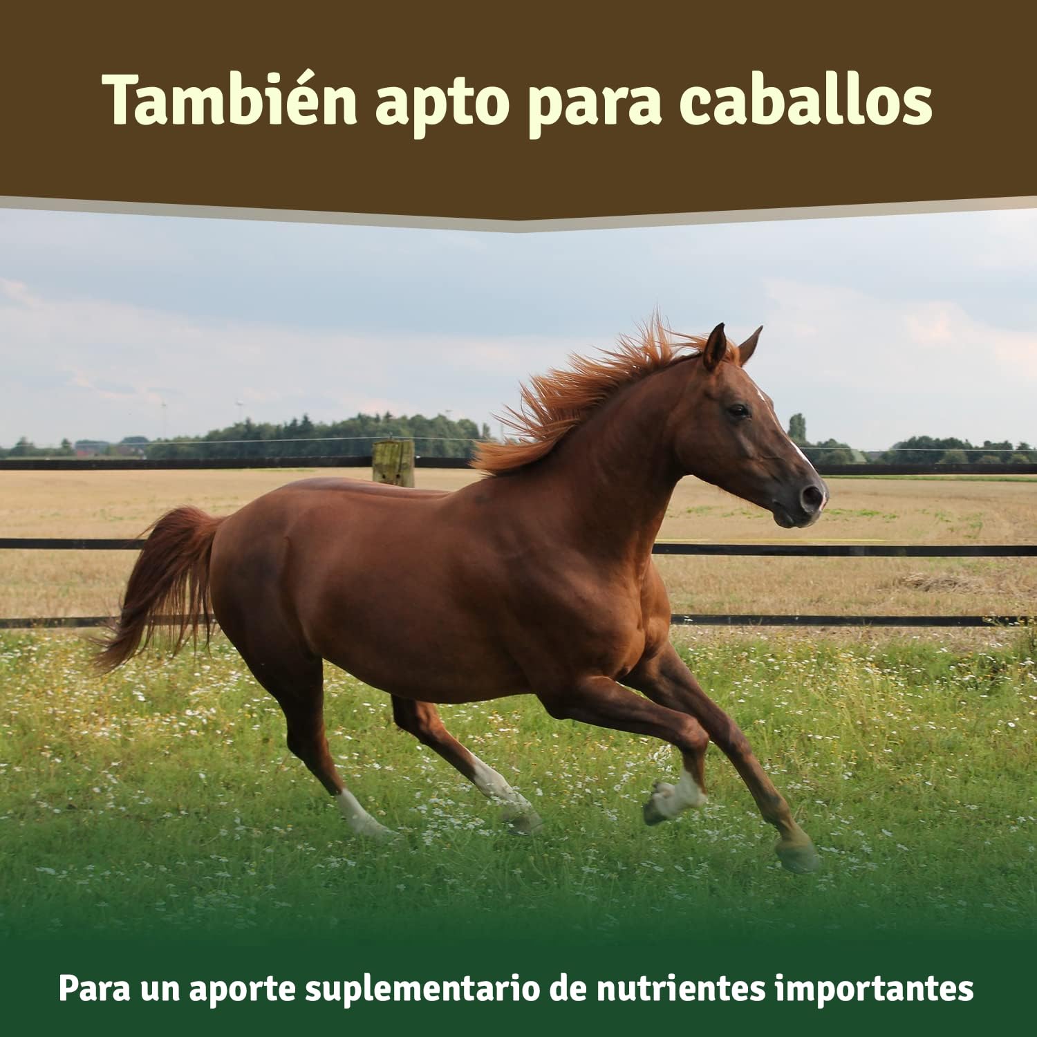 Veddelholzer - Polvo de mejillón Verde Natural para Perros, 500 g, extracto de Labio Verde con Alta aceptación en Todos los Perros condroprotector