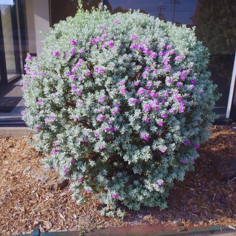 3 Outdoor Sage Salvia Live Plants, Salvia Bushes Size 4 to 8 Inches in Tall, No Pot (Texas Sage)