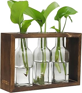 OFFIDIX Pflanzenzuchtstationen, Desktop Glas Pflanze Terrarium mit Holzständer Glas Pflanzgefäß Blumenvase mit 3 Jasr für Hydrokulturpflanzen Büro Heimdekoration