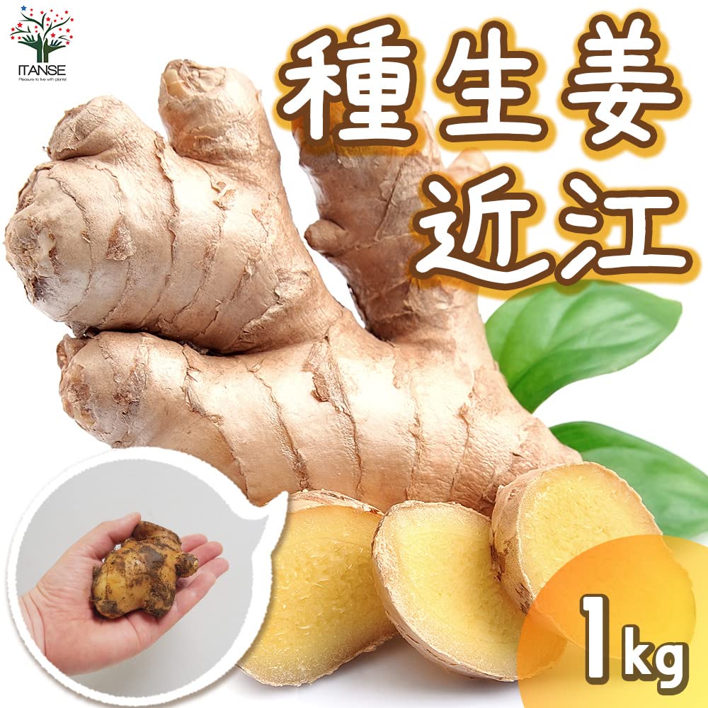 Amazon.co.jp: 種生姜 品種：近江(おうみ) 1kg(充填時)【品種で選べる