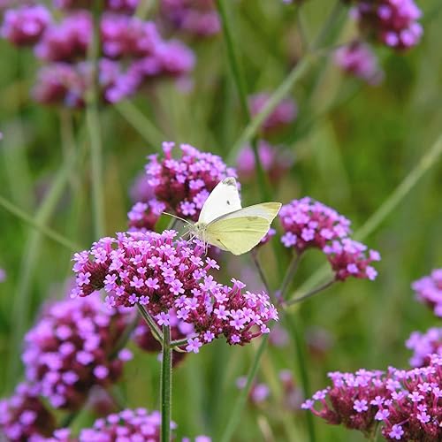 CHUXAY GARDEN 150 semillas de verbena morada Bonariensis, verbena alta, verbena superior púrpura, verbena brasileña, planta perenne con flores para