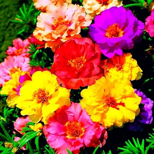 Miniatura 4 de Portulaca Grandiflora Seed Mix Garden Verdolaga Doble Flor Musgo Rosa Alrededor de 500 Semillas